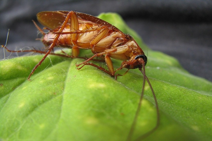 Опасные насекомые: какие болезни переносят тараканы