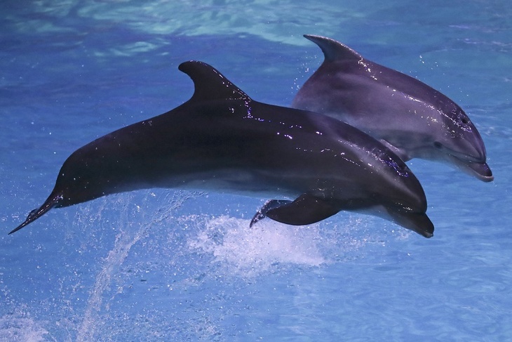 Владелец дельфинария в Севастополе выбросил в открытое море ручных дельфинов 