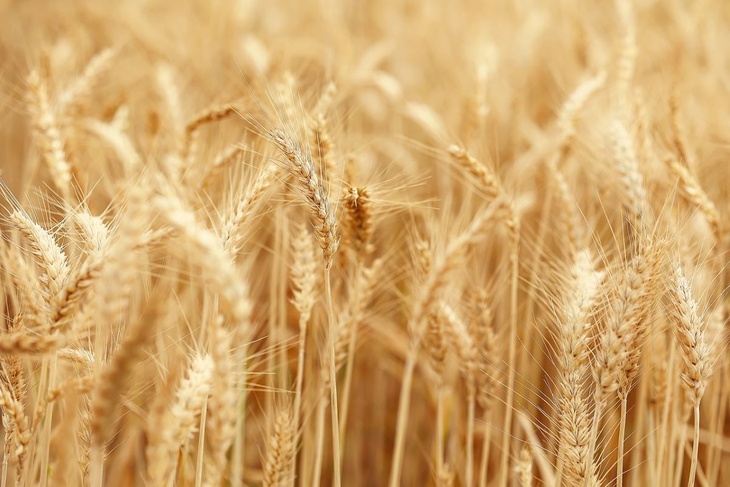 Экономист считает, что зерновая сделка стала инструментом для снижения инфляции в ЕС