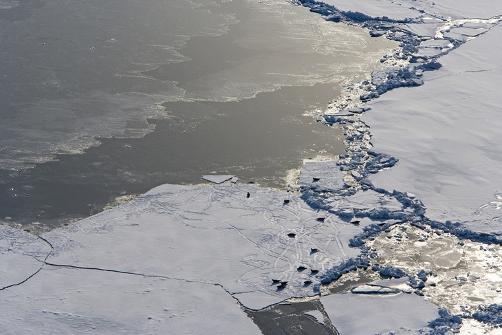 17 мертвых тюленей нашли на побережье Каспийского моря
