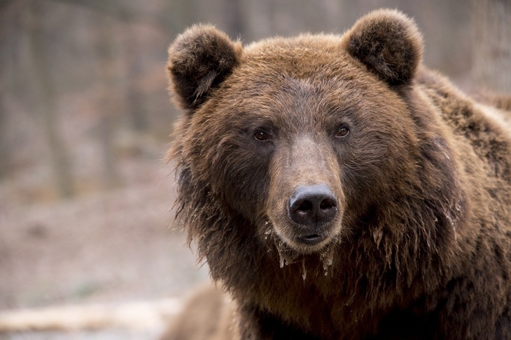 Медведя Федю вызволили из автопокрышки в Подмосковье