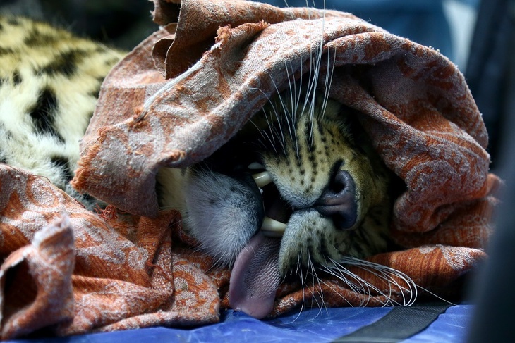 Найденные в Приморье котята дальневосточного леопарда умерли