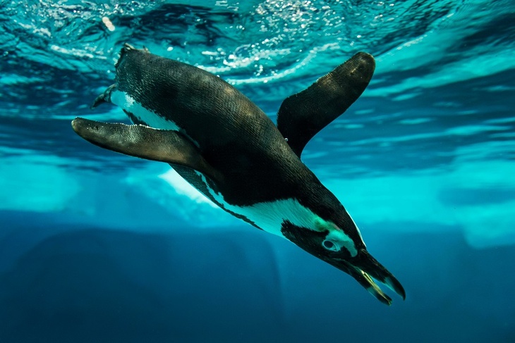 Ученые нашли останки пингвина-гиганта весом в полтора центнера
