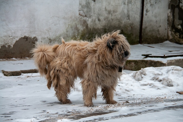 Российский ветеринар собирает собачью шерсть, чтобы вязать носки военным