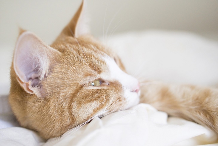 Перестаньте брать их в кровать: что случается с тем, кто засыпает с кошкой или собакой
