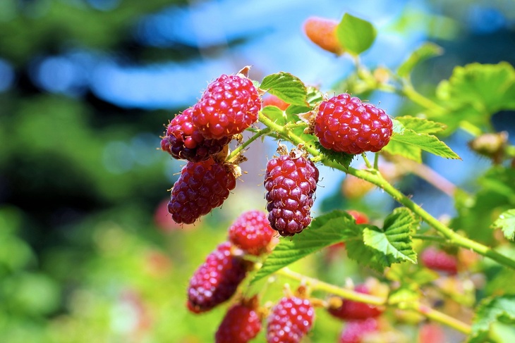 Будут крупные и сочные ягоды: селекционер рассказал, как нужно сажать малину