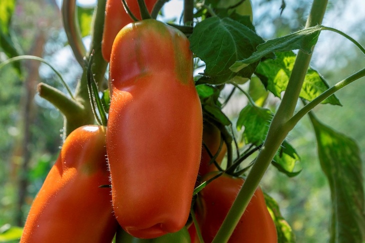 Обязательно посейте в марте: этот томат с фруктовым вкусом вас удивит
