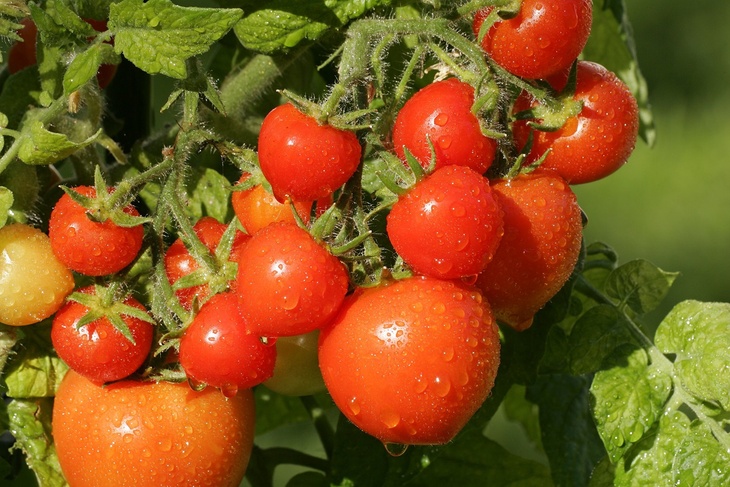 Постучите по стеблю ногтем — рассада томата даст бесподобные завязи