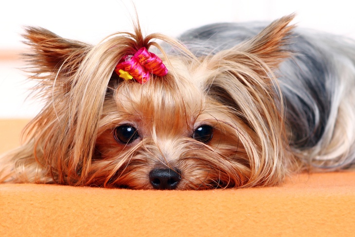 С ними вы забудете о шерсти: 5 гипоаллергенных собак, которые не линяют