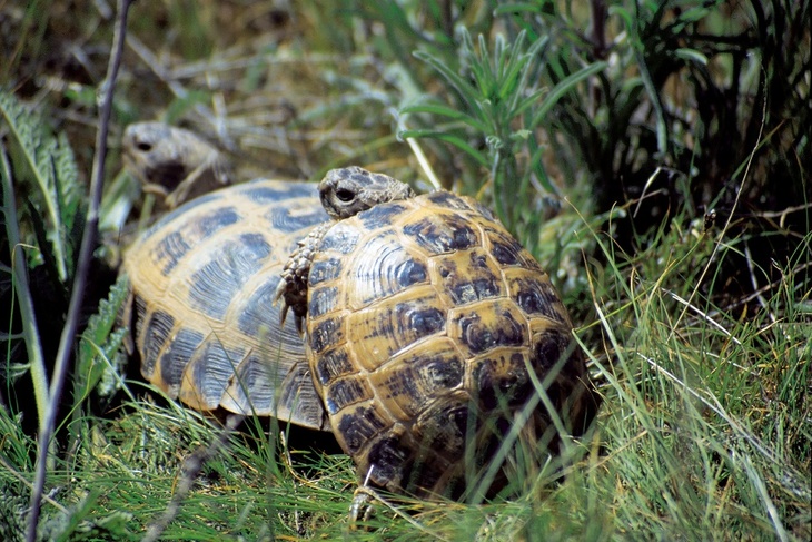 В Московском зоопарке появилась на свет редчайшая лучистая черепаха 