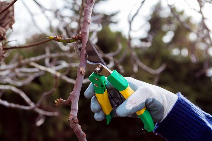 «Это миф»: агроном предостерег от главной ошибки при обрезке деревьев