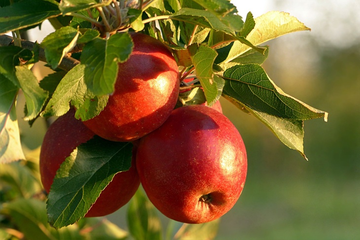 Плоды будут слаще меда: вот чем нужно опрыскать яблони