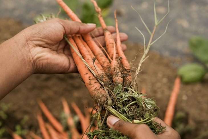 Какие удобрения могут испортить урожай моркови