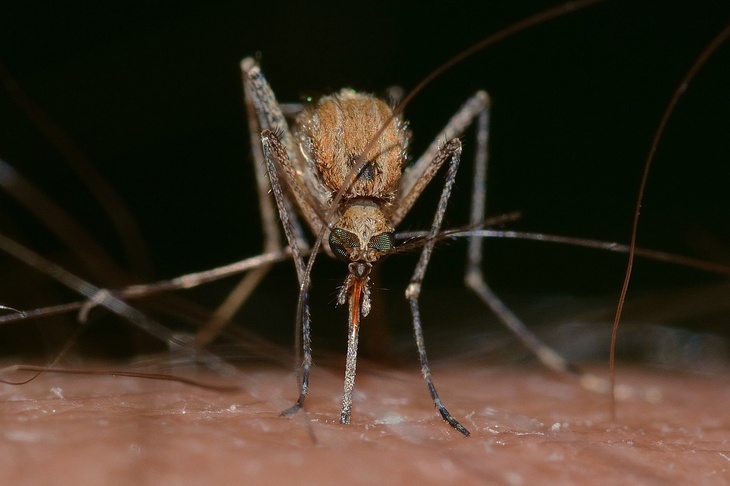 Ежегодно умирает 40 тысяч человек: вирусолог Волчков объяснил, насколько опасна лихорадка денге