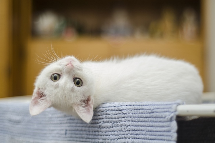 Биолог объяснил, способны ли кошки любить своих хозяев