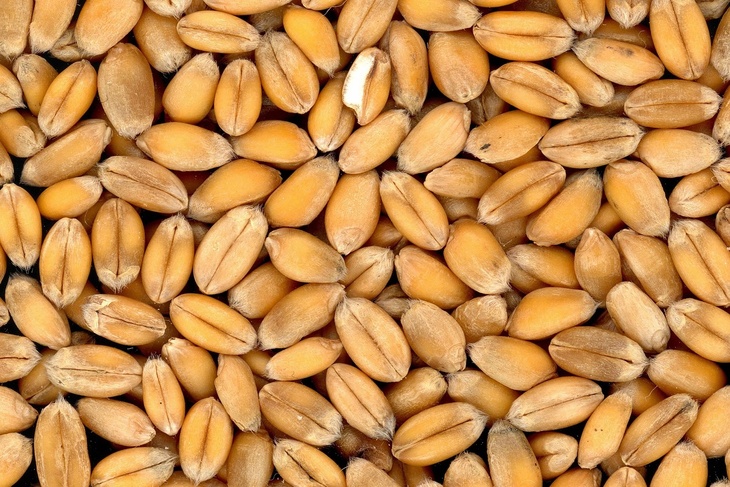 В Румынии раскритиковали качество украинского зерна