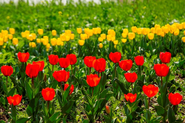 Садоводам рассказали, что нужно сделать, чтобы тюльпаны долго стояли