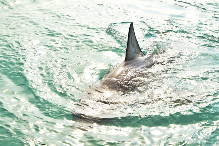 Туристов в Таиланде предупредили о наплыве акул