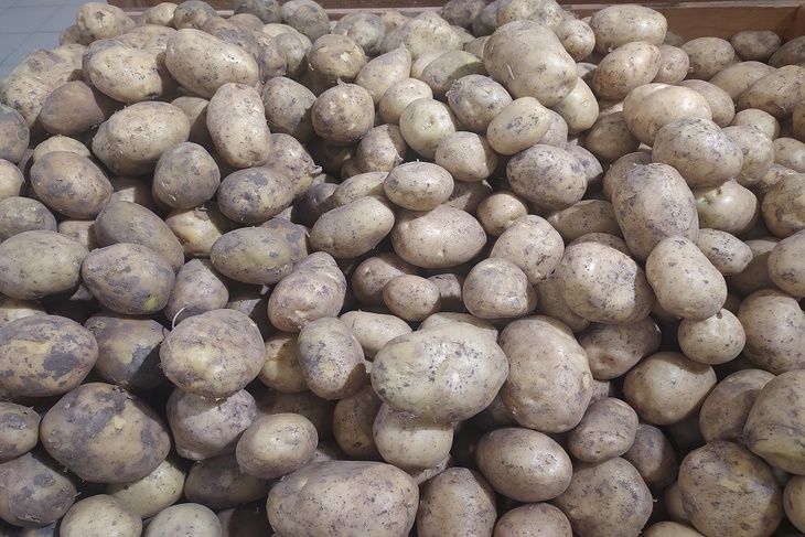 Серьезные последствия: россиян призвали не употреблять зеленый картофель