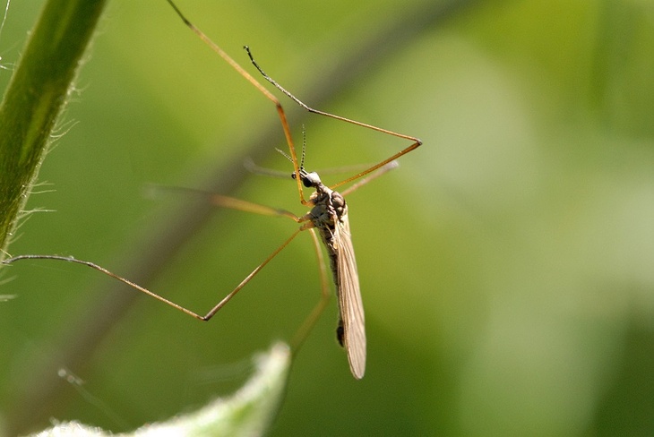 Биолог объяснил, кого чаще всего кусают комары