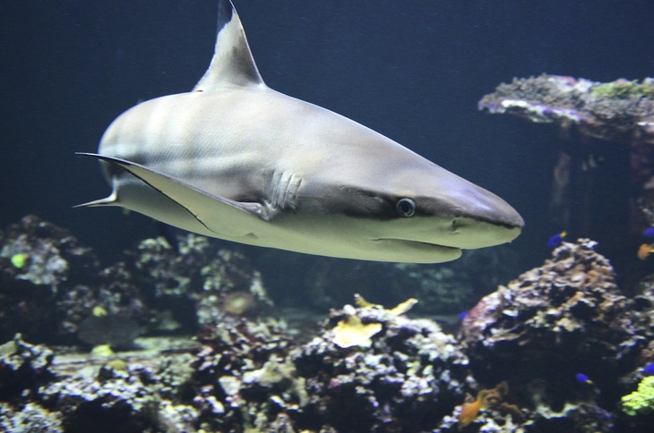 Ихтиолог объяснил, почему акулы стали чаще заплывать в Красное море