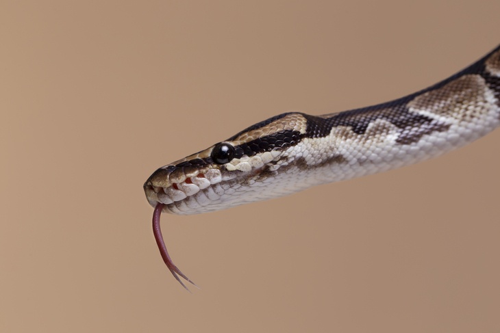 Биолог Глазков рассказал, чего никогда нельзя делать при встрече со змеей