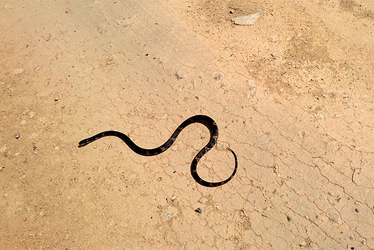 Полутораметровую змею нашли в контейнере на оборонном предприятии МАК «Вымпел»