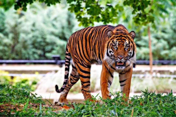 Эксперт по тиграм рассказал, как себя вести при встрече с хищником