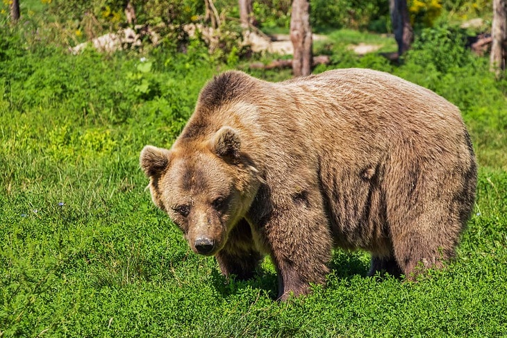Эколог рассказал о правилах поведения при встрече с медведем