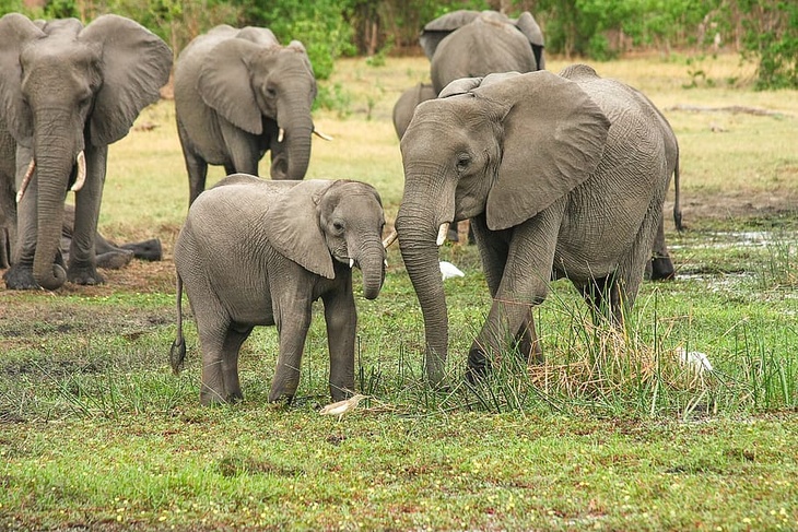 Россия захотела импортировать слонов и жирафов из ЮАР