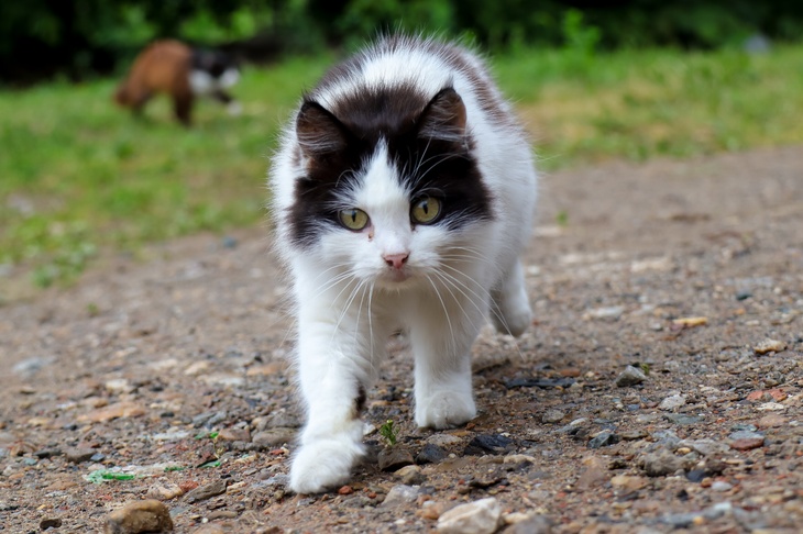Житель Великобритании заразился неизвестной инфекцией после укуса кошки