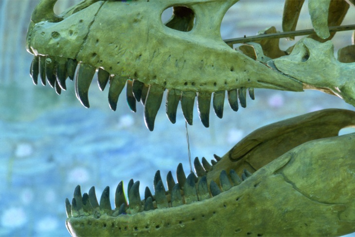 В Подмосковье откопали предмет, похожий на зубы динозавра