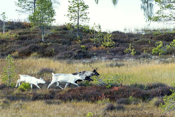 В Норвегии убили 40 оленей, которые паслись на территории России