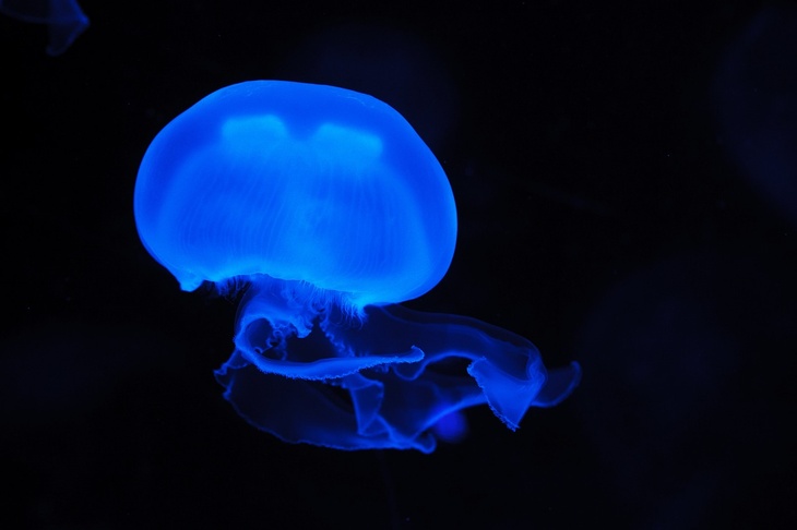 Биолог Марьинский рассказал об опасности медуз, обитающих в Приморье