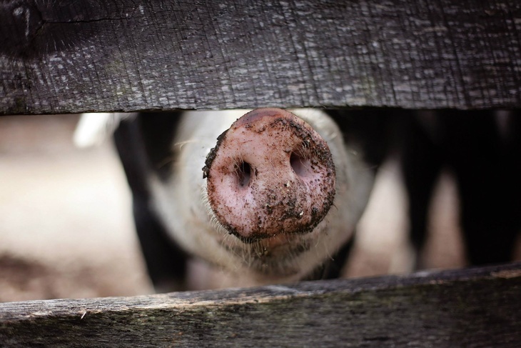 Депутат Госдумы Лисовский предупредил россиян о росте цен на свинину 
