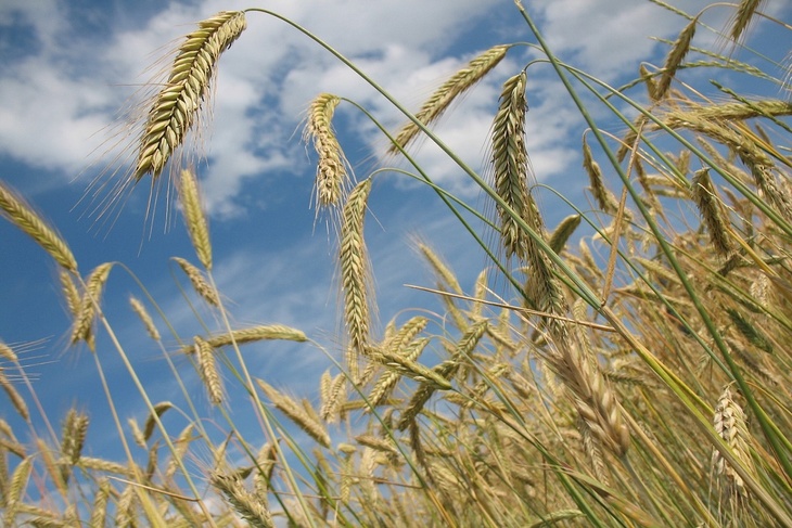 Экономист объяснил, почему «зерновая сделка» не имеет для РФ коммерческого смысла