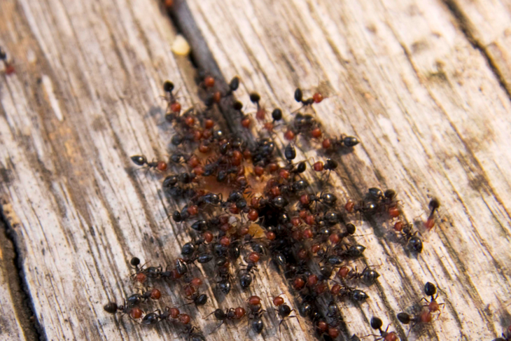Ученые заявили, что Европа скоро столкнется с новой угрозой — красными муравьями