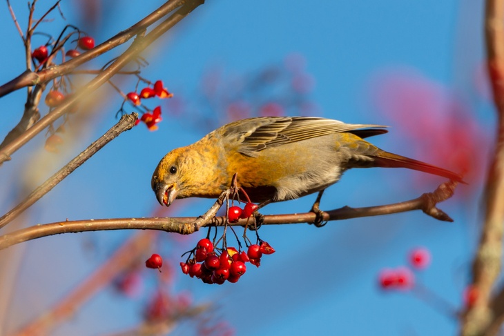 Орнитолог рассказала, как помочь птицам, опьяневшим от ягод