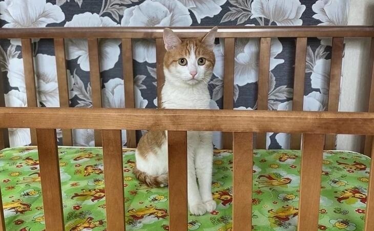 Сафронов работает над картиной в честь кота Твикса, погибшего по вине проводницы