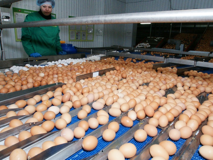 Путин объяснил повышение цен на яйца 