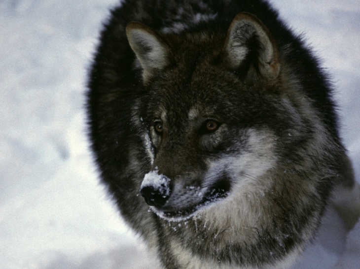 В Карелии волки продолжают нападать на домашних собак