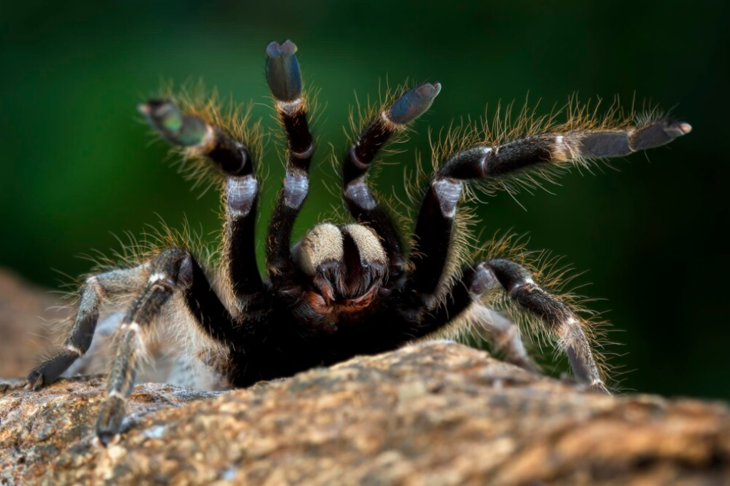 Хитин огромного тарантула распугал жителей многоэтажки в Уфе