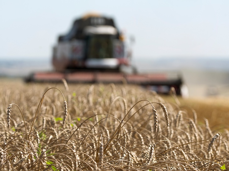 Аналитик прокомментировала возможный запрет на поставки российского зерна в Евросоюз