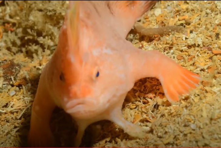 В Австралии обнаружили очень редкую рыбу «с руками»