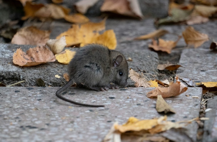 Не делайте этого 16 ноября, чтобы не забрать чужие проблемы: Анна Холодная в народном календаре 