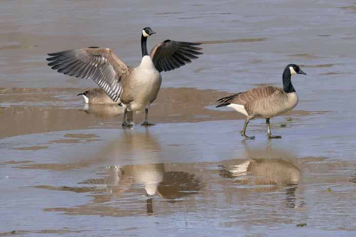 Не делайте этого 20 ноября, чтобы не вымыть благополучие и удачу: Федот Ледостав в народном календар