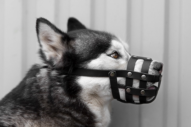 В Думе рассказали, для чего нужен закон о штрафах за нарушение правил содержания животных