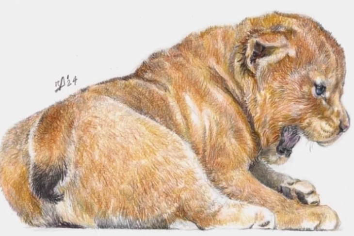 Мумию саблезубого котенка возрастом 35 тысяч лет нашли в Якутии