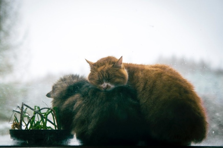 Не делайте этого 16 декабря, чтобы не накликать тяжелые последствия: Иван Молчальник в народном календаре Не делайте этого 16 декабря, чтобы не накликать тяжелые последствия: Иван Молчальник в народном календаре