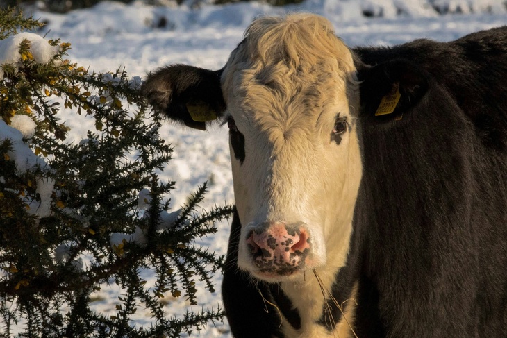 Не делайте этого 2 декабря, чтобы не пришлось всю зиму голодать: Авдей Радетель в народном календаре Не делайте этого 2 декабря, чтобы не пришлось всю зиму голодать: Авдей Радетель в народном календаре
